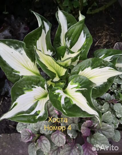 Хоста готовый куст