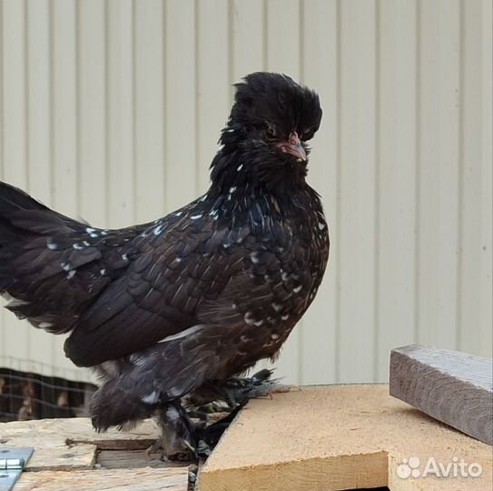 Алтайская бентамка