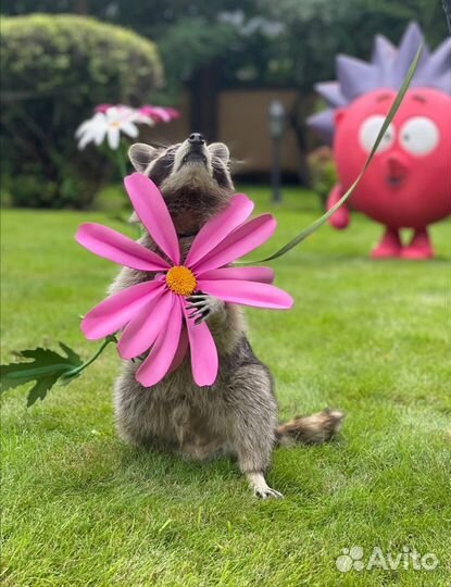 Аренда змей,лис,енотов, сов,для съёмок,мероприятий