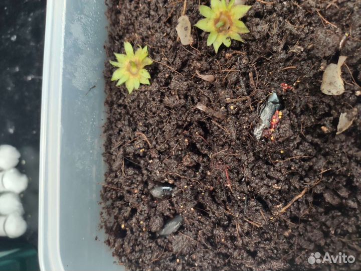 Тараканы (кормовая культура) Pycnoscelus nigra