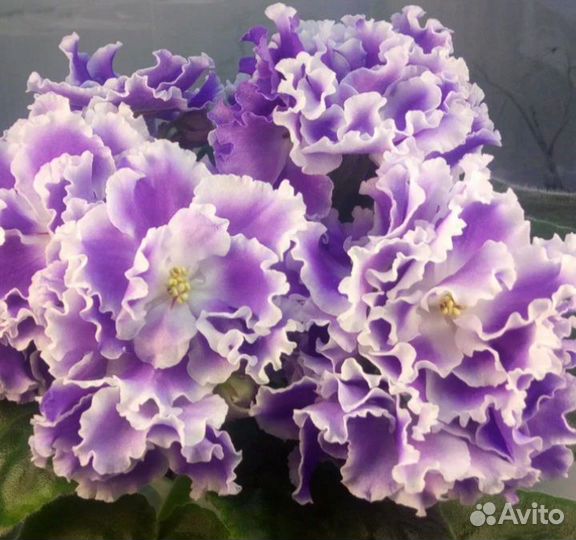 Укорененные черенки фиалок с детками