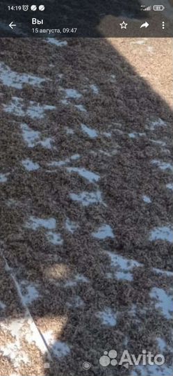 Мотыль сушенный