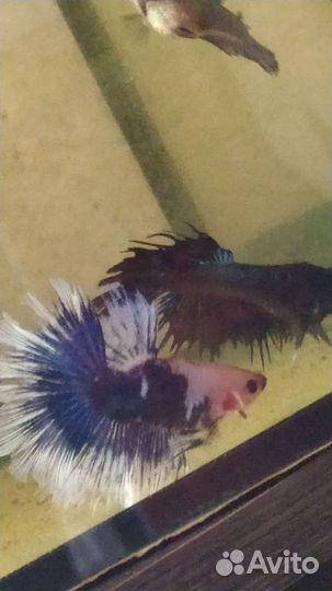 Рыбка Петушок