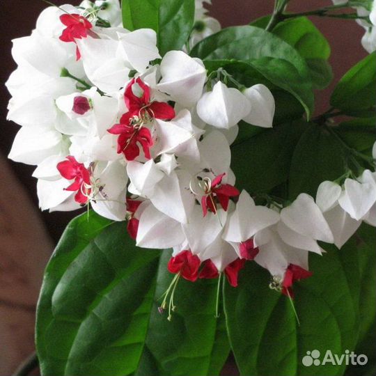 Клеродендрум Томпсона