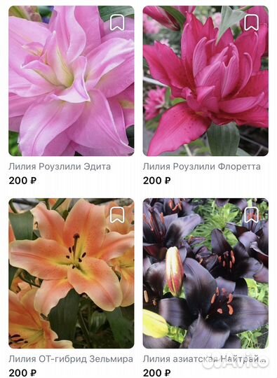 Лилии.Луковицы