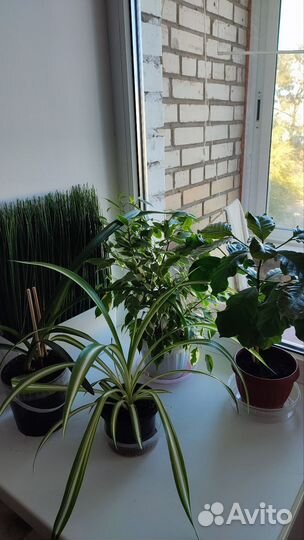 Комнатные расстения, разные
