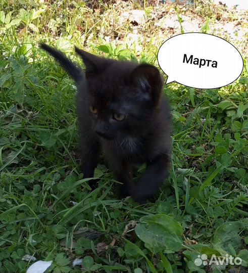 Кошечка Марта