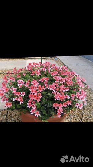 Пеларгония (герань) ангел Оранж