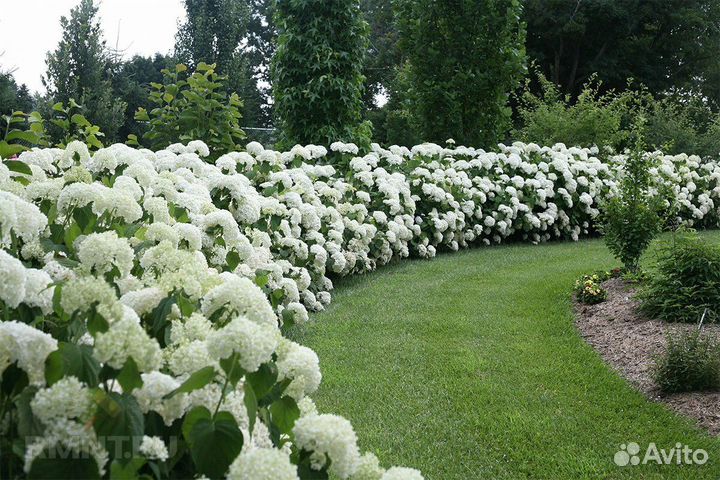 Живая изгородь, множество вариантов растений