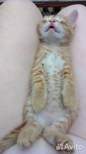 Котята в добрые руки бесплатно мальчик