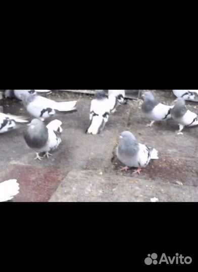 Николаевские голуби
