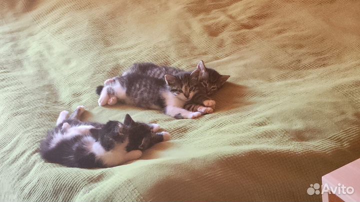 Котята ищут дом