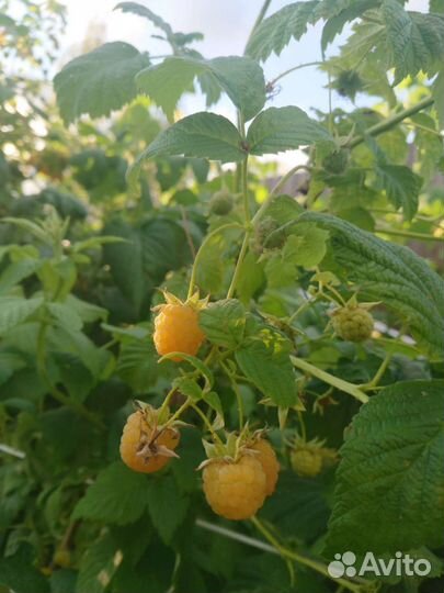 Малина летняя желтая Golden Queen