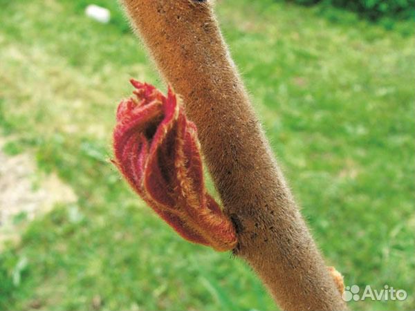 Сумах Виргинский (Оленерогий)