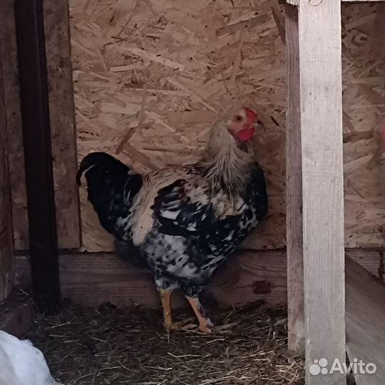 Молодые петушки