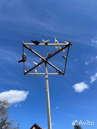 Продажа голубей