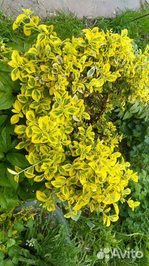 Бересклет Форчуна Euonymus fortunei Canadale Gold