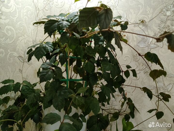 Комнатный виноград циссус