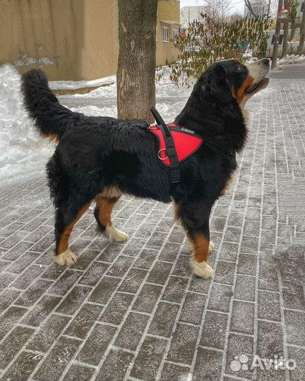 Шлейка для собаки