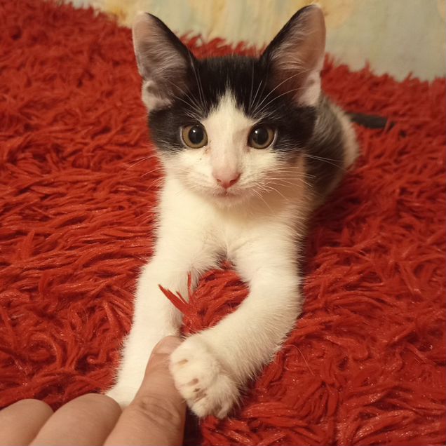 Котёнок в добрые руки