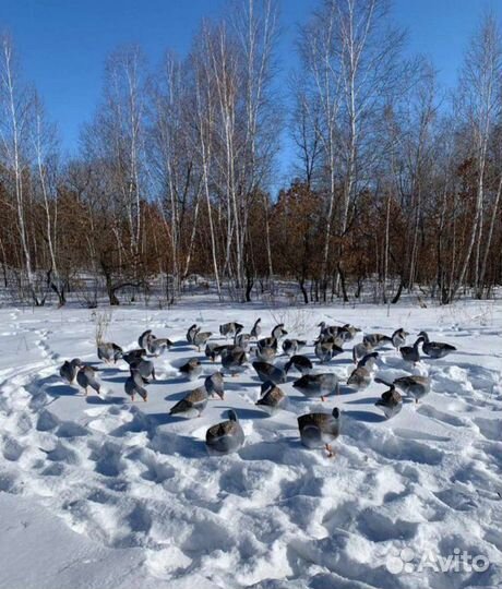 Профиля гусей, гусь охота