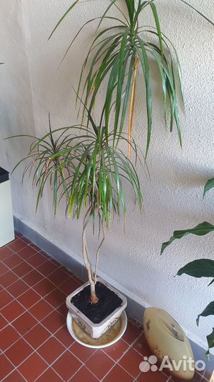Пальма драцена