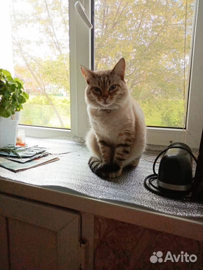 Отдам кота в добрые руки