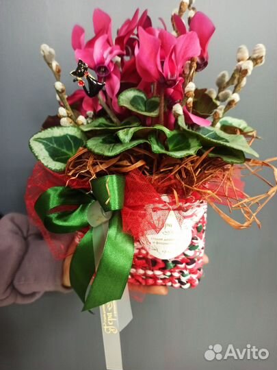 Цикламен в кашпо ручной работы