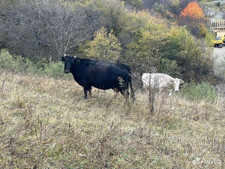 Коровы,телята,бычки