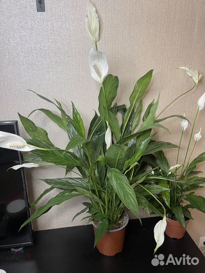 Спатифиллум женское счастье комнамнатные цветы