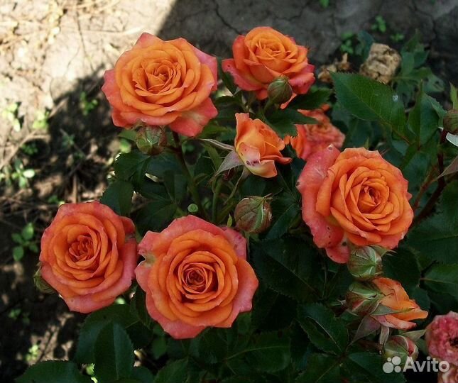 Саженцы роз