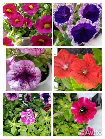 Однолетние цветы