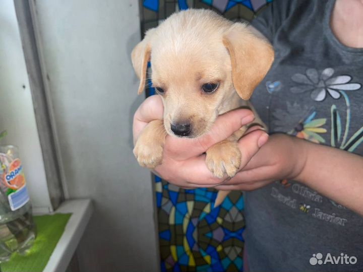 Щенки тойтерьера