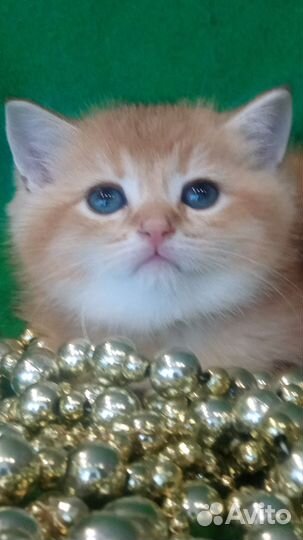 Яркие плюшечки