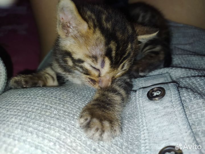 Котик и кошечка