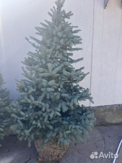 Ель голубая