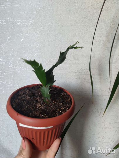 Декабрист или шлюмбергера