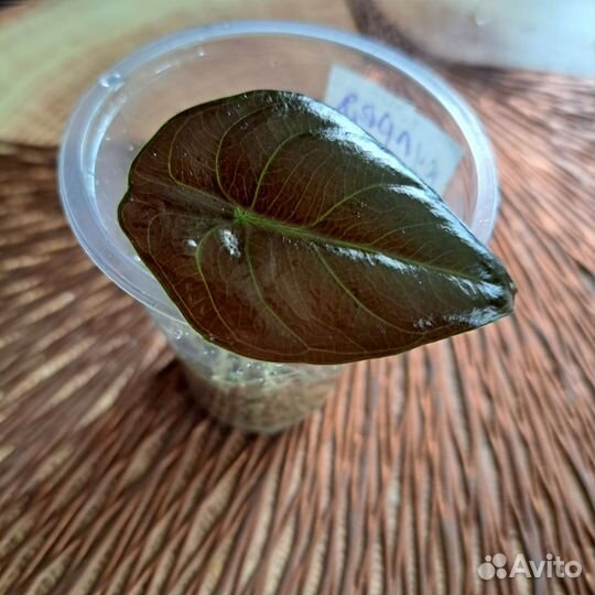 Алоказия Купрея Ред секрет, блэк вельвет, Юкатан