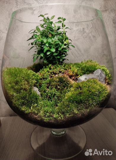 Мастер класс по созданию флорариума