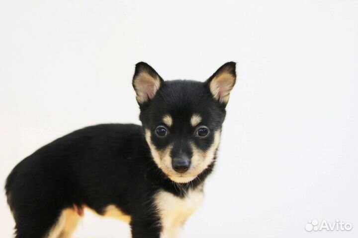 Щенок мальчик