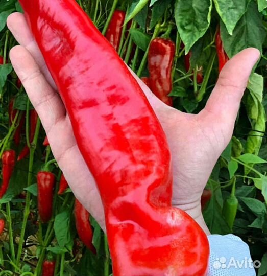 Перец забор