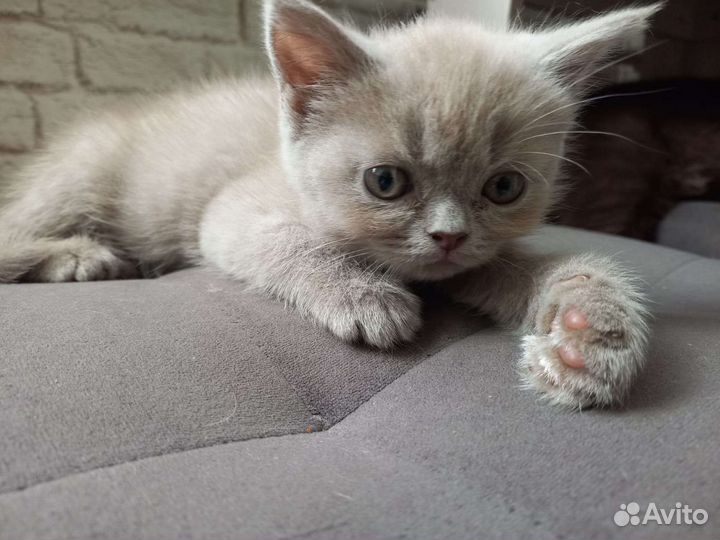 Британская кошка