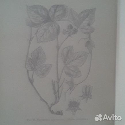 Книга Лекарственные растения и их применение