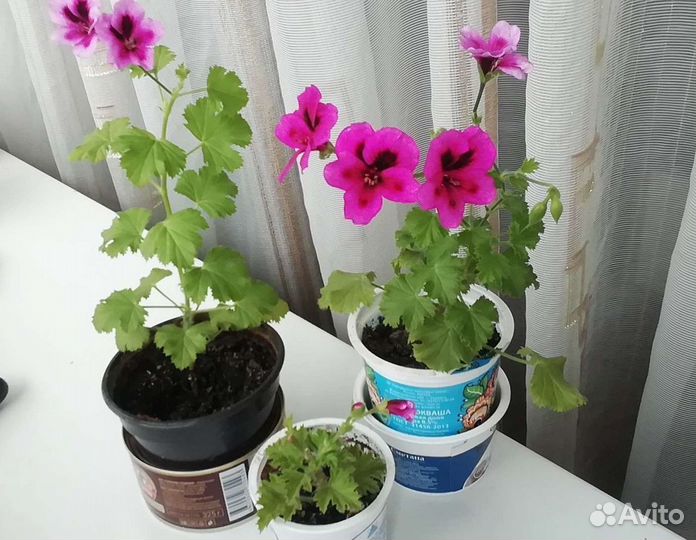 Цветочки комнатные разные первогодки