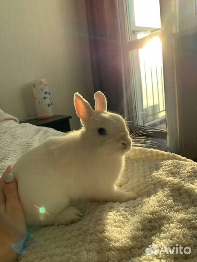 Вязка кролика декоративного