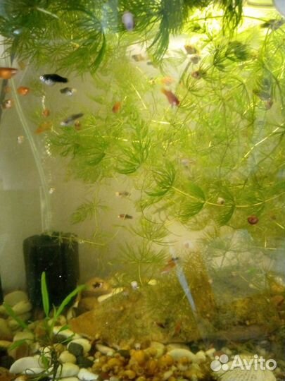 Пецилии и улитки ампулярии