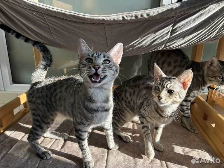 Саванна, чаузи алк - крупные кошки