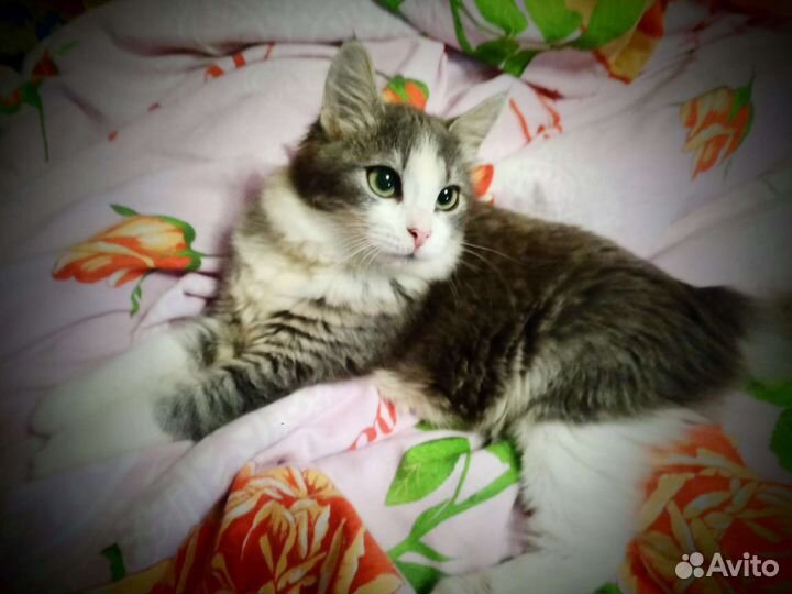 Котенок Василина