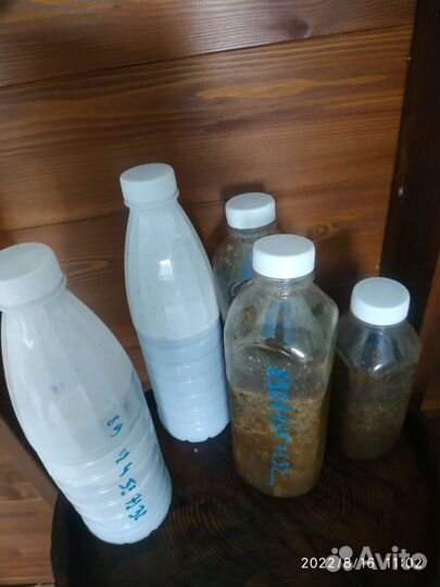 Трепанг на меду, свежий и только качество пять бал