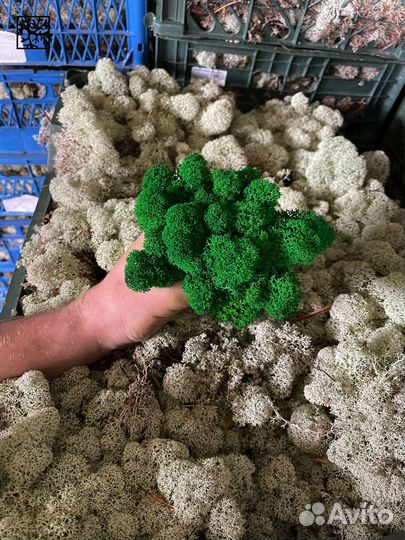 Стабилизированный мох ягель, 500г, цвет Бирюзовый